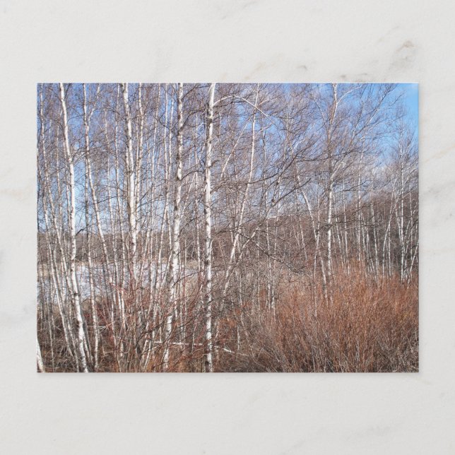 Winter Birch Forest Postkarte (Vorderseite)