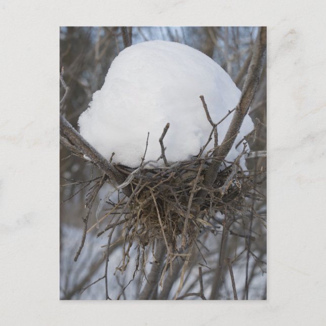 Winter Bird Nest Postkarte (Vorderseite)
