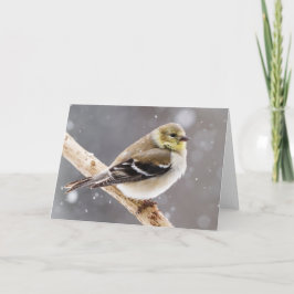 Winter Bird Snow Scene - American Goldfinch Karte