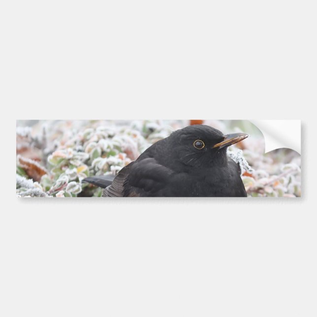 Winter Blackbird Autoaufkleber (Vorne)