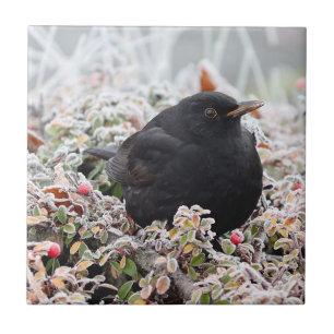 Winter Blackbird Fliese