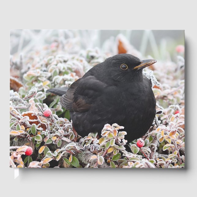 Winter Blackbird Gästebuch (Vorderseite)