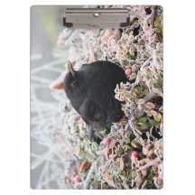 Winter Blackbird