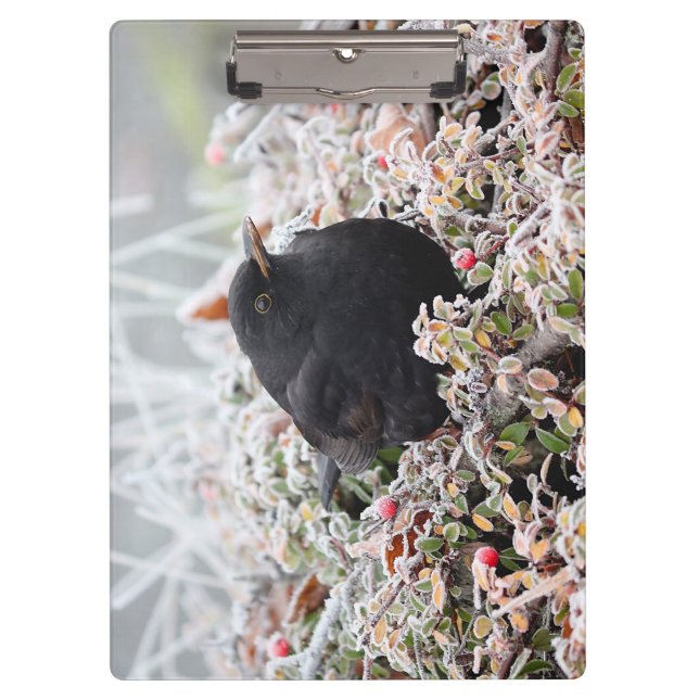 Winter Blackbird Klemmbrett (Vorderseite)