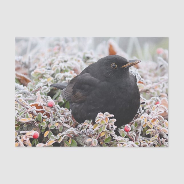 Winter Blackbird Seidenpapier (Vorderseite)