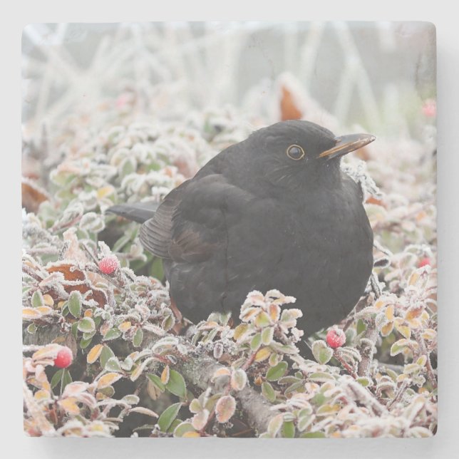 Winter Blackbird Steinuntersetzer (Vorderseite)
