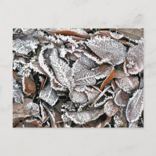 WINTER-BLÄTTER POSTKARTE