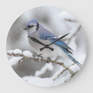 Winter-Blau-Jay Große Wanduhr