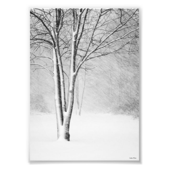 Winter Blizzard Snowy Tree White-Out Abstrakt Fotodruck (Vorne)