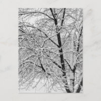 Winter Blizzard Storm Schneebaum Naturfotografie