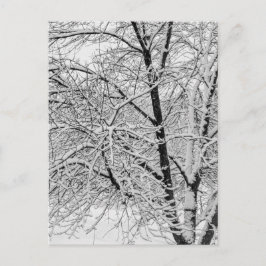 Winter Blizzard Storm Schneebaum Naturfotografie Postkarte