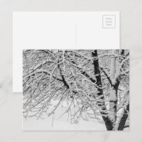 Winter Blizzard Storm Schneebaum Naturfotografie