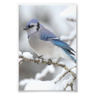 Winter Blue Jay Fotodruck
