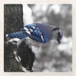 Winter Blue Jay Glasuntersetzer
