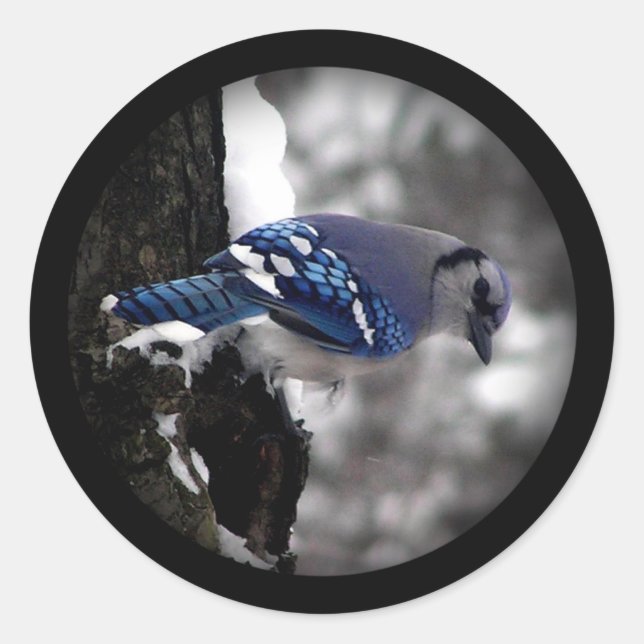 Winter Blue Jay Runder Aufkleber (Vorderseite)