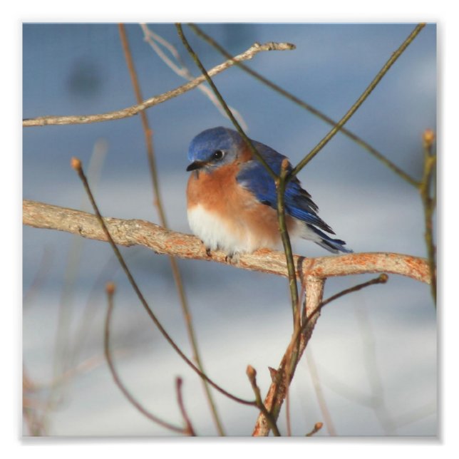 Winter Bluebird 8x8 Fotodruck (Vorne)