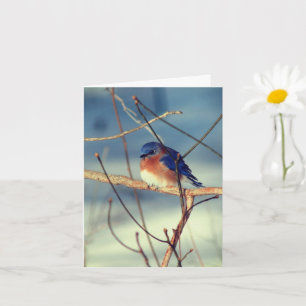 Winter Bluebird Animal Note Card Karte