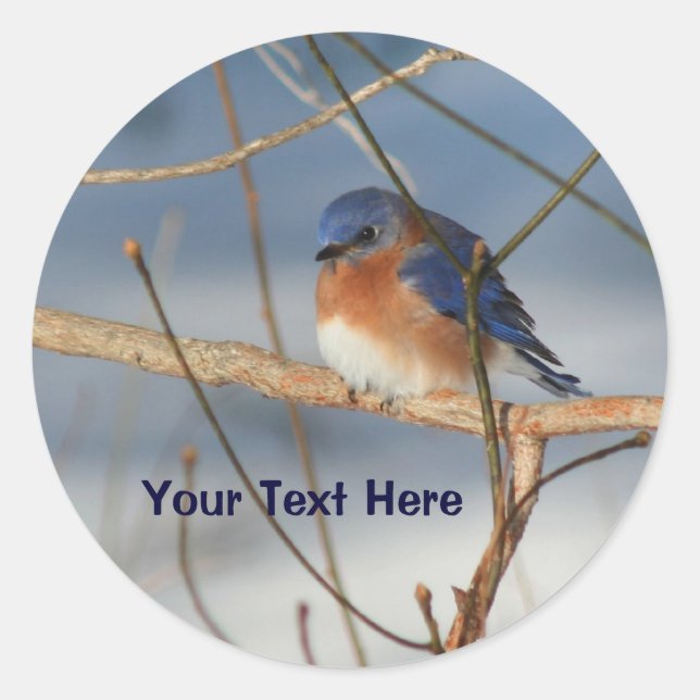 Winter Bluebird Animal Sticker (Vorderseite)