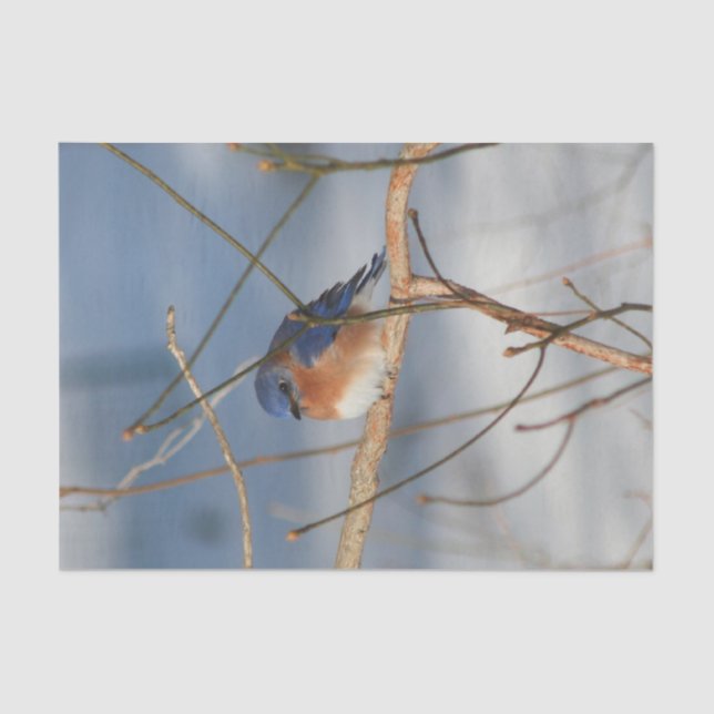 Winter Bluebird Decoupage Seidenpapier (Vorderseite)