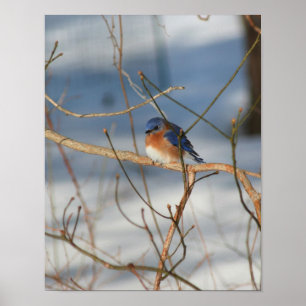 Winter Bluebird Poster