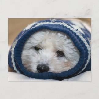 Winter Blues Puppy Postkarte