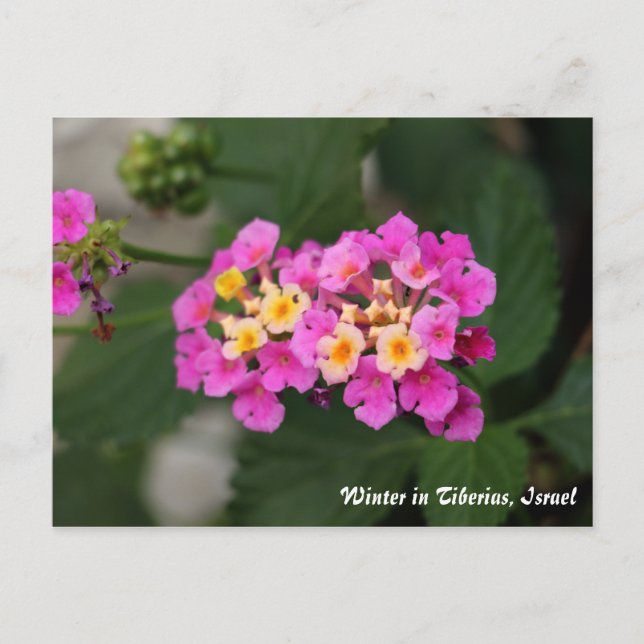 Winter-Blume in Tiberias, Israel Postkarte (Vorderseite)