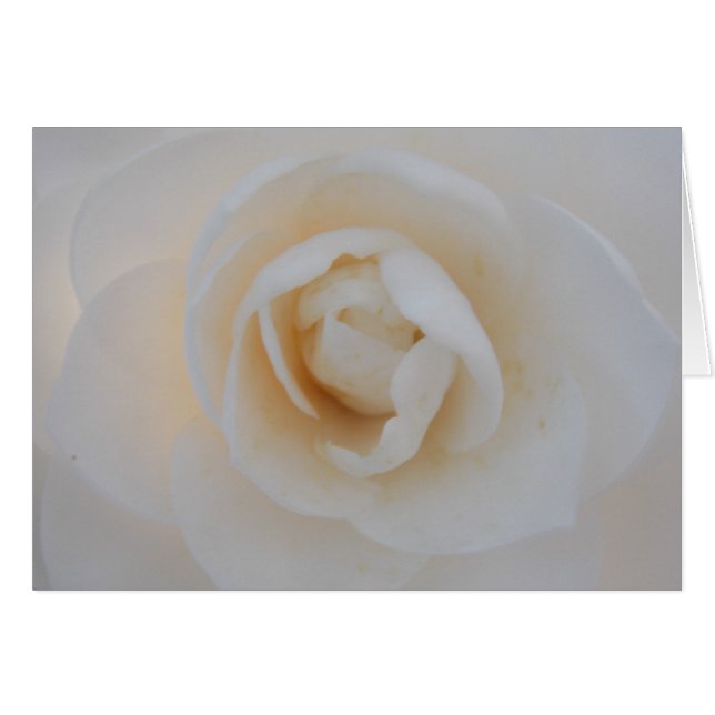 Winter Camellia (Vorderseite (Horizontal))