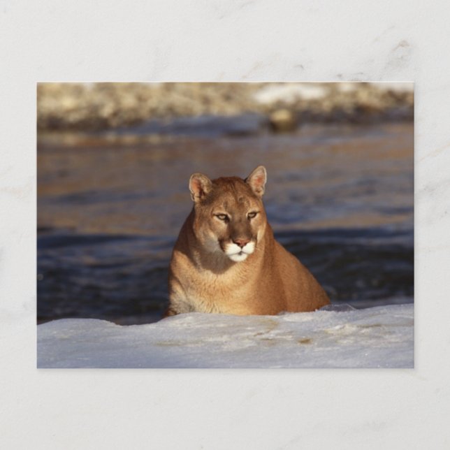 Winter Cougar Postkarte (Vorderseite)