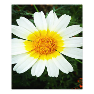 Winter Daisy Blume Fotodruck