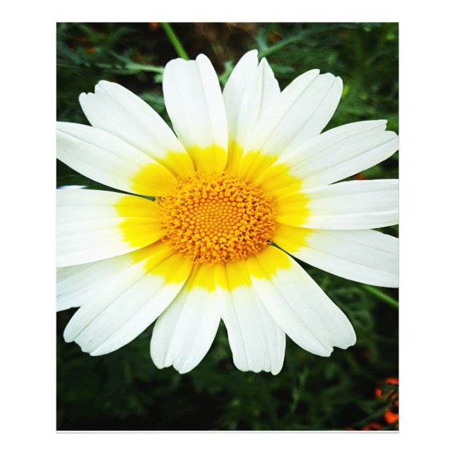 Winter Daisy Blume Fotodruck (Vorne)