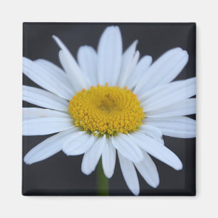 Winter Daisy Magnet