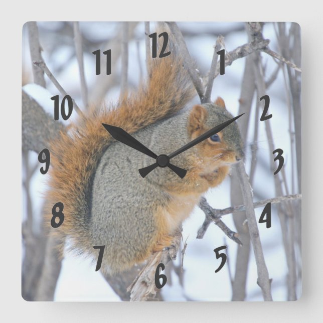 Winter-Eichhörnchen Quadratische Wanduhr (Vorderseite)