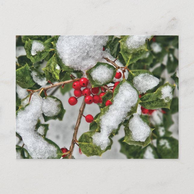 Winter - eisbeschichtet Holly Postkarte (Vorderseite)