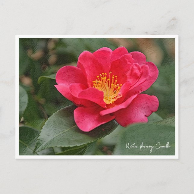 Winter flowering Camellia Postkarte (Vorderseite)
