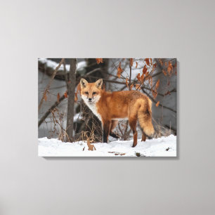 Winter Fox Canvas Print Leinwanddruck
