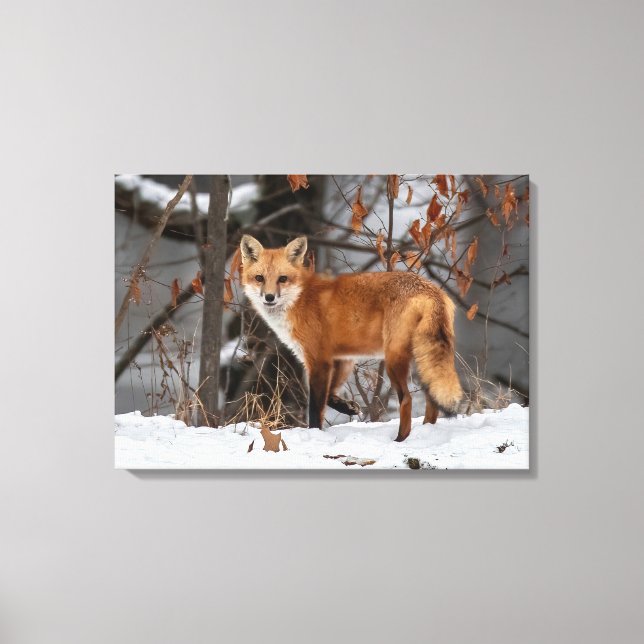 Winter Fox Canvas Print Leinwanddruck (Vorderseite)