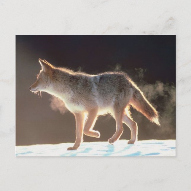 Winter Fox Trots Postkarte (Vorderseite)