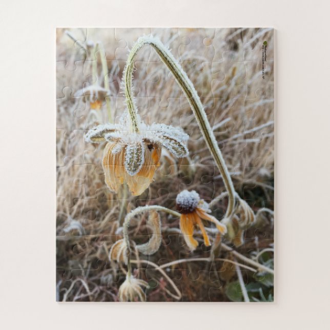 Winter Frost Wilted Rudbeckia Blooms Fotografie Puzzle (Vertikal)
