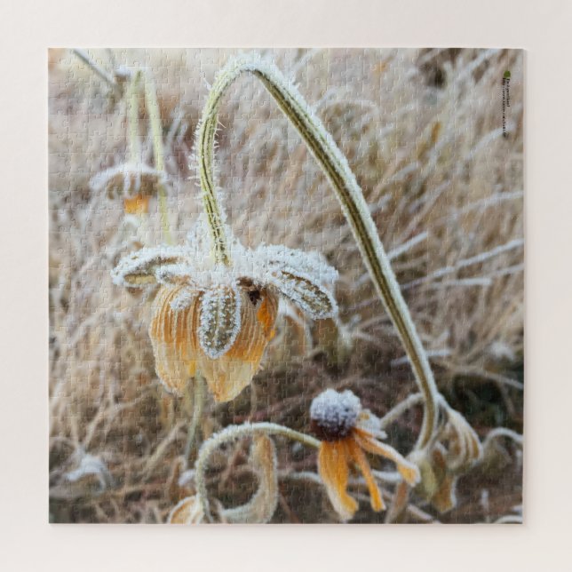 Winter Frost Wilted Rudbeckia Blooms Fotografie Puzzle (Vertikal)