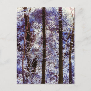 Winter Frosty Forest Morning Schweiz Postkarte