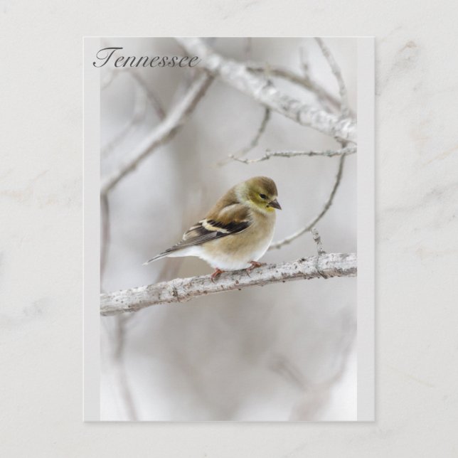 Winter Goldfinch Postkarte (Vorderseite)
