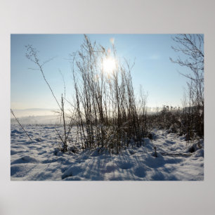 Winter grasses   - poster