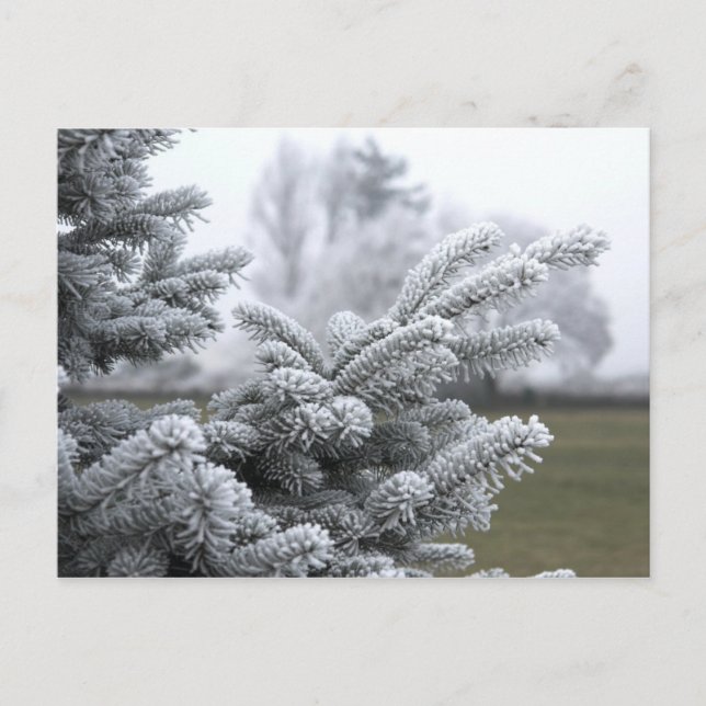 WINTER GREETINGS POSTKARTE (Vorderseite)