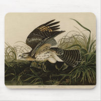 Winter Hawk, John James Audubons Vögel von Amerika