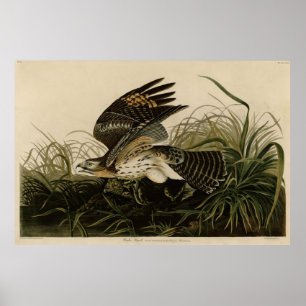 Winter Hawk, John James Audubons Vögel von Amerika Poster