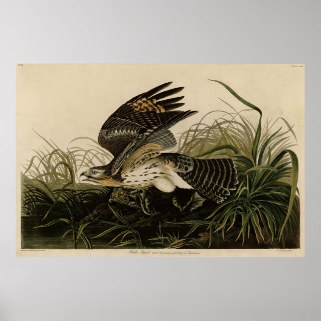 Winter Hawk, John James Audubons Vögel von Amerika Poster (Vorne)