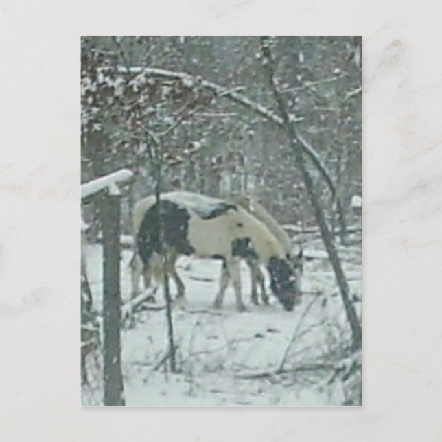 Winter Horses Postcard Postkarte (Vorderseite)