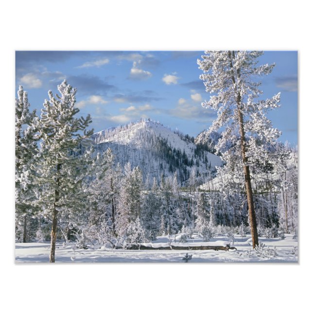 Winter im Yellowstone Nationalpark, Wyoming Fotodruck (Vorne)