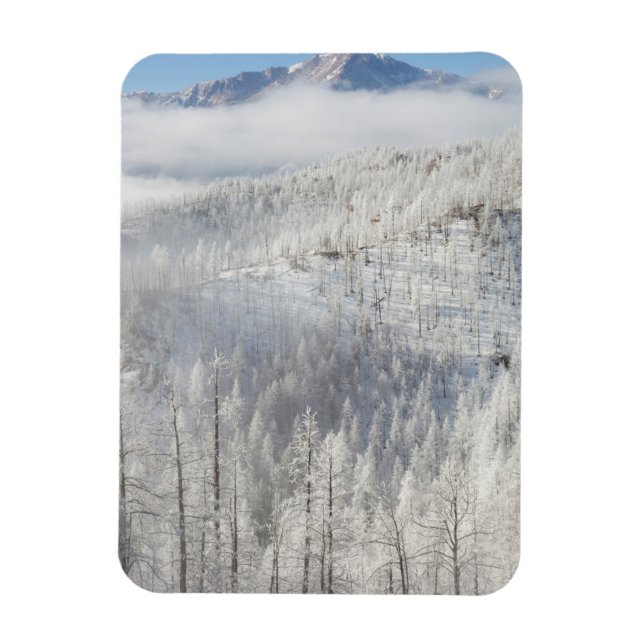 Winter in Pike National Forest Magnet (Vertikal)