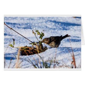 Winter ist die schwere Zeit für Vögel